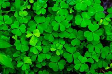 Green grass with green heart shaped leaves in natural background.