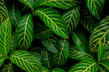 Topical green leave background.