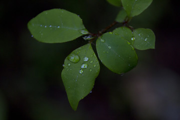 朝露の付く葉　むれ水芭蕉園／長野県飯綱町