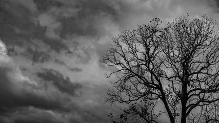 Fototapeta na wymiar Silhouette dead tree on dark dramatic grey sky and clouds background for scary, death, and peace concept. Halloween day background. Art and dramatic on black and white. Despair and hopeless concept.