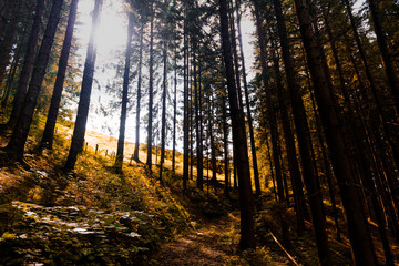 Sunlit forest trails