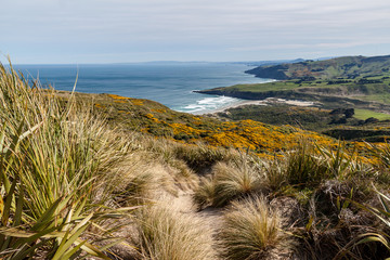 Coastal grass overlooking surf beach