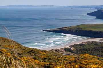 Yellow flowers overlooking surf beach