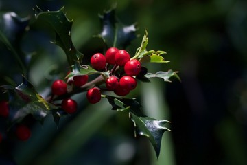 holly and red berries