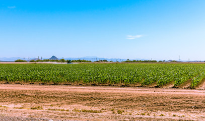 farm