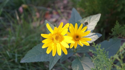 kwiat żółty natura