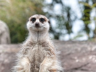 Meerkat Watching Smiling