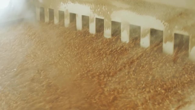 Wheat grains are cleaning and sieving by vibration, modern automated mills