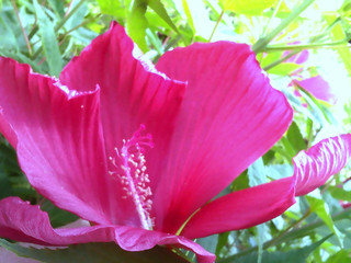 Hibiscus pink flower