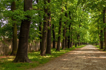 Leśny krajobraz w mieście, Wrocław