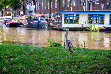 Wild grey heron standing on the canal bank in Amsterdam, Netherlands. The background shows a boat and a house boat