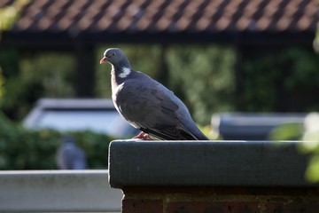 pigeon on the roof