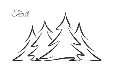 Vector illustration: Hand drawn pine forest. Sketch line disign.