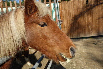 ポニーの横顔