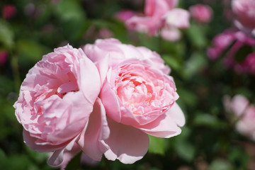 ピンクのバラの花