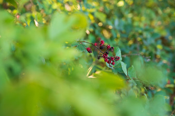 Wild raspberry on a bush