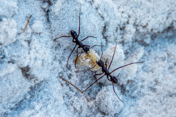 Ants
