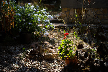 summer garden