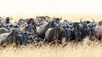 Wildebeest in the long grass of the Masai Mara