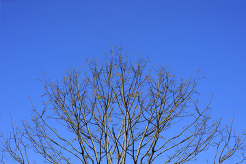 View of branches without leaves