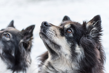 Two finn lapphunds waiting for a treat