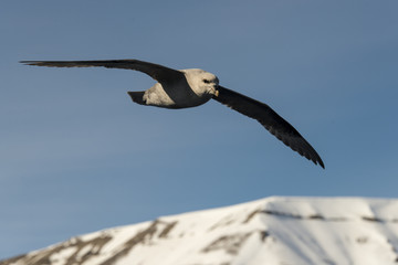 Fulmar boréal,  Pétrel fulmar, .Fulmarus glacialis, Northern Fulmar