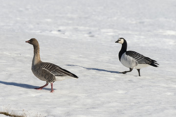 Bernache nonnette, .Branta leucopsis, Barnacle Goose, Oie à bec court,.Anser brachyrhynchus, Pink footed Goose, Spitzberg