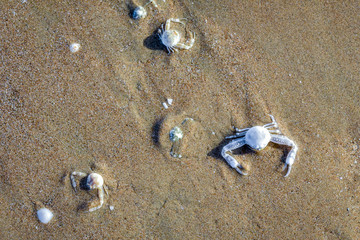 White crabs washed out at shors