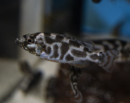 Livingston's Cichlid (Nimbochromis livingstonii) juvenile in tropical aquarium.