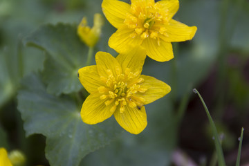 沼の原湿原のリュウキンカ／長野県飯山市