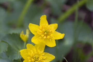沼の原湿原のリュウキンカ／長野県飯山市