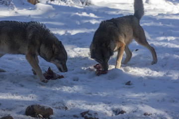 Meute de loups du Mercantour 