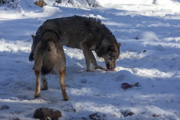 Meute de loups du Mercantour 