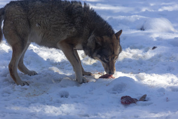 Loup du Mercantour 