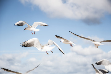 Möwen im Flug