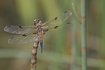 Vierfleck Libelle