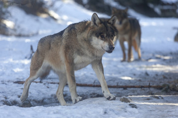 Fototapeta na wymiar Meute de loups du Mercantour 