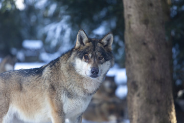 Meute de loups du Mercantour 