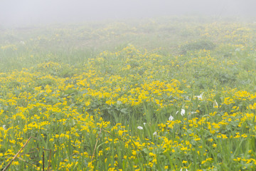沼の原湿原のリュウキンカ／長野県飯山市