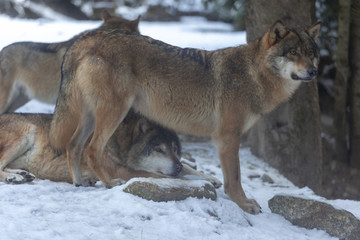 Meute de loups du Mercantour 