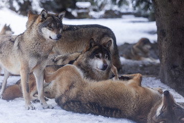 Meute de loups du Mercantour 