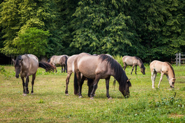 Obraz na płótnie Canvas The Konik, or the Polish primitive horse is a small, semi-feral horse, originating in Poland, European bison Show Reserve 