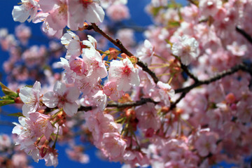 青空と桜