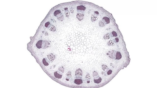 dicotyledon stem - cross section cut under the microscope &ndash; microscopic view of plant cells for botanic education