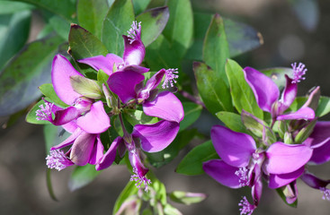 Rosa Blume mit Kr&auml;ausel