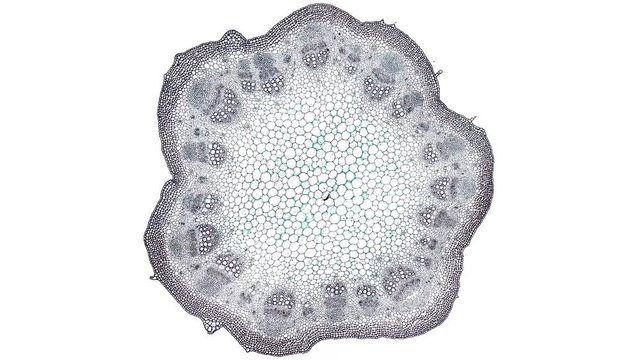 dicot stem - cross section cut under the microscope &ndash; microscopic view of plant cells for botanic education