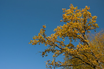 Branches of a tree with yellow leaves