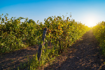 Sunny vineyard landscape