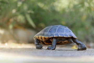 The turtles are walking in the sunlit streets.