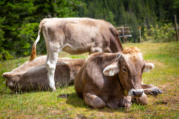 Cows in the alps